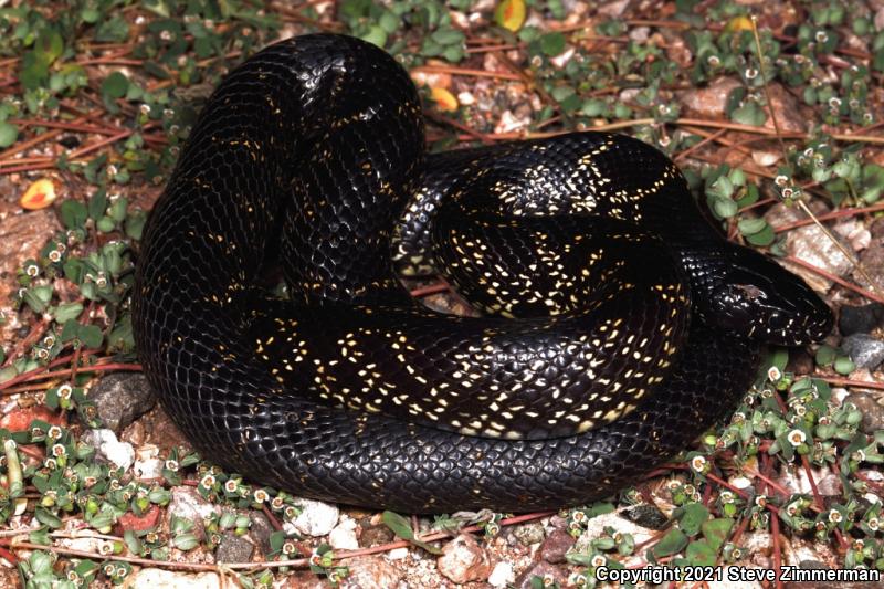 Desert Kingsnake (Lampropeltis getula splendida)