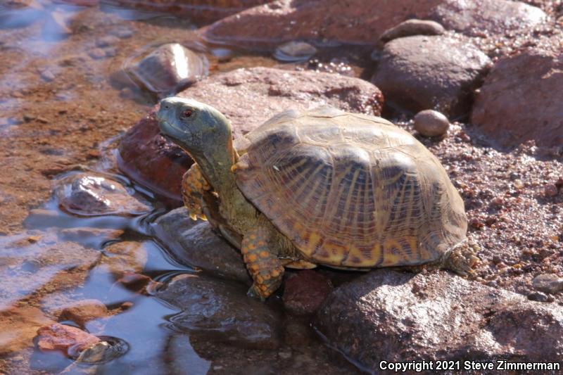 Ornate Box Turtle (Terrapene ornata)