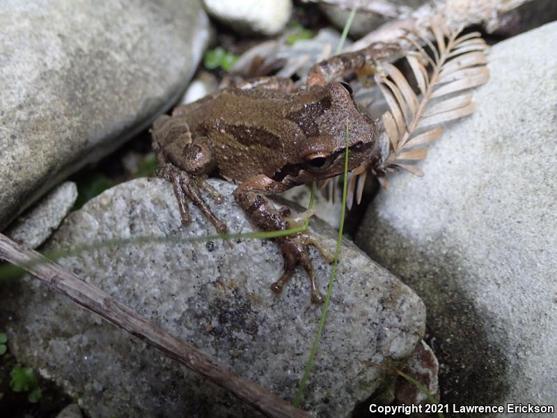 Sierran Treefrog (Pseudacris sierra)