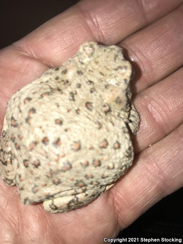 Arizona Toad (Anaxyrus microscaphus)