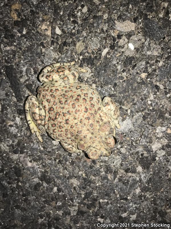 Red-spotted Toad (Anaxyrus punctatus)