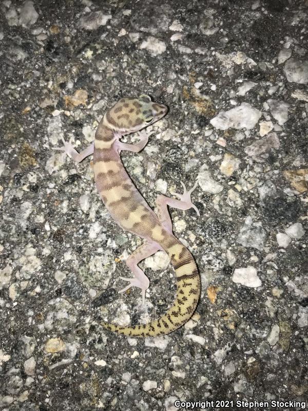 Western Banded Gecko (Coleonyx variegatus)