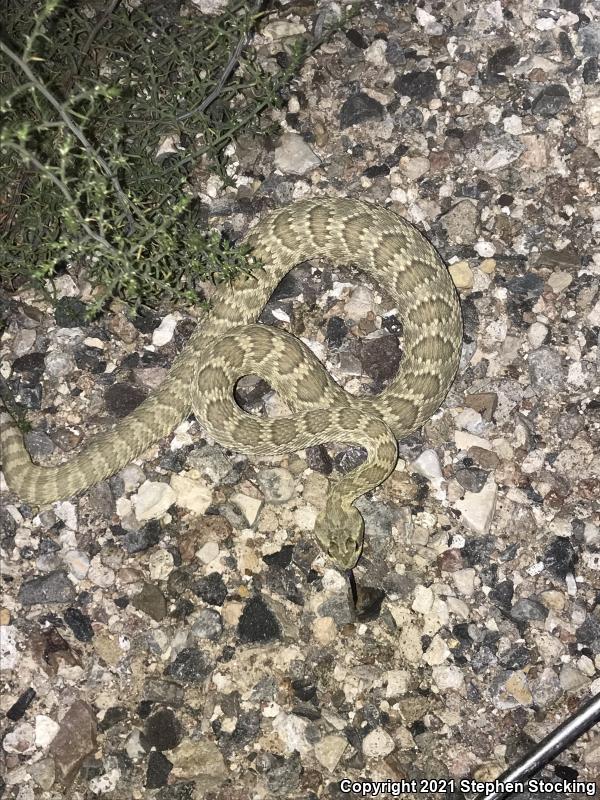 Mohave Rattlesnake (Crotalus scutulatus scutulatus)