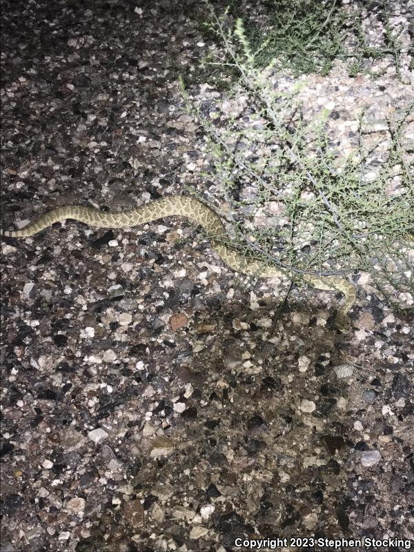 Mohave Rattlesnake (Crotalus scutulatus scutulatus)