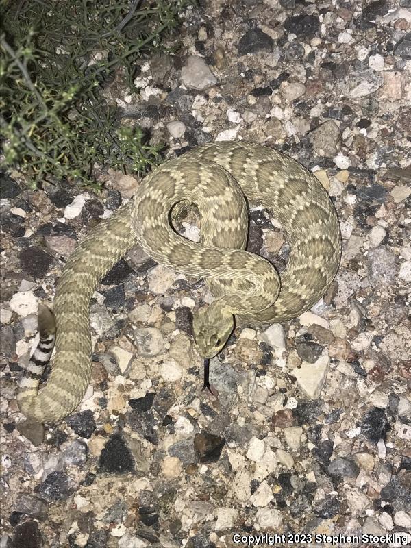 Mohave Rattlesnake (Crotalus scutulatus scutulatus)