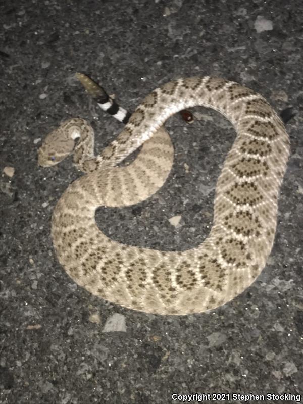 Western Diamond-backed Rattlesnake (Crotalus atrox)