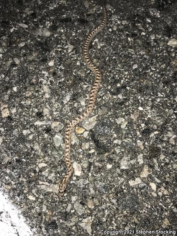 Mojave Glossy Snake (Arizona elegans candida)