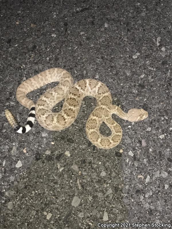 Western Diamond-backed Rattlesnake (Crotalus atrox)