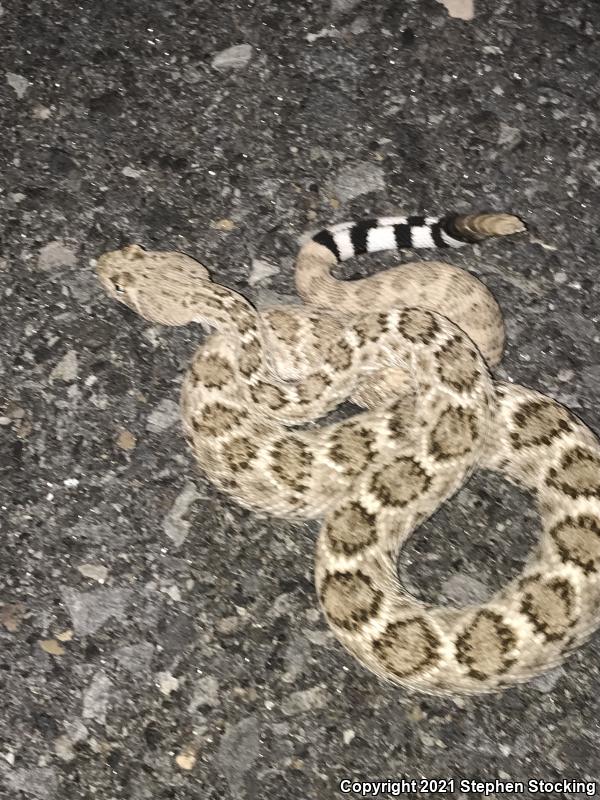 Western Diamond-backed Rattlesnake (Crotalus atrox)