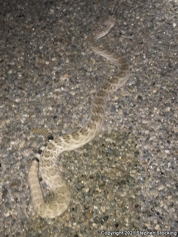 Western Diamond-backed Rattlesnake (Crotalus atrox)