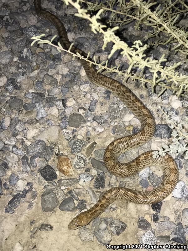 Glossy Snake (Arizona elegans)