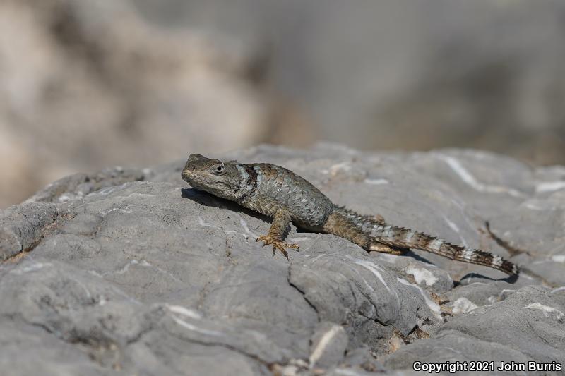 Texas Crevice Spiny Lizard (Sceloporus poinsettii axtelli)