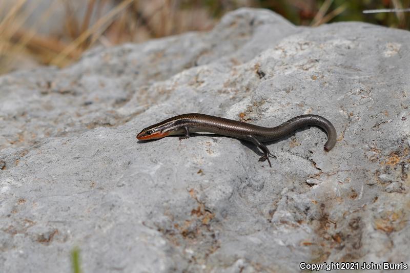 Short-lined Skink (Plestiodon tetragrammus brevilineatus)