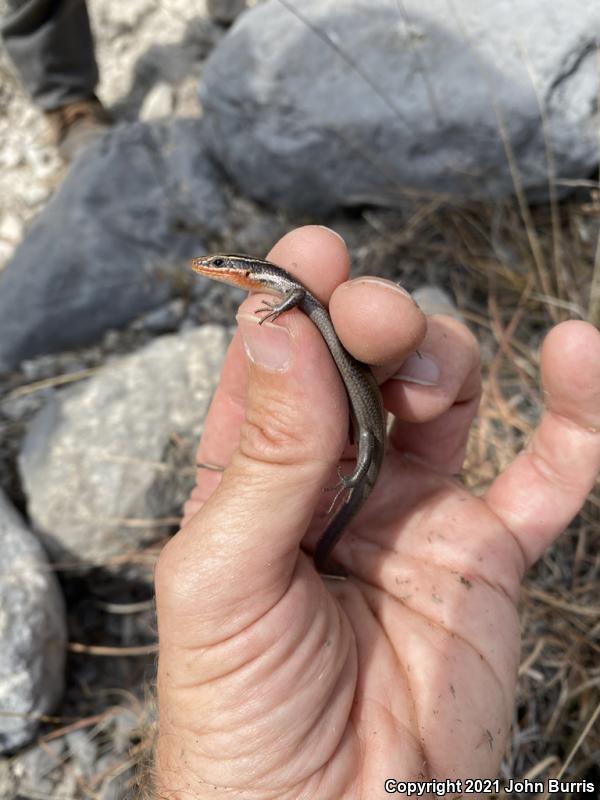 Short-lined Skink (Plestiodon tetragrammus brevilineatus)