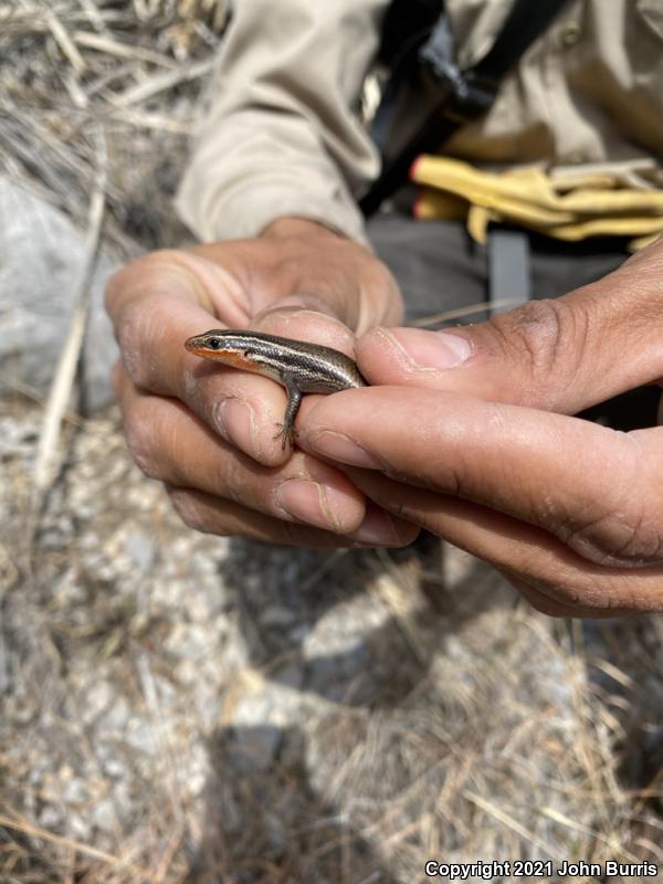 Short-lined Skink (Plestiodon tetragrammus brevilineatus)