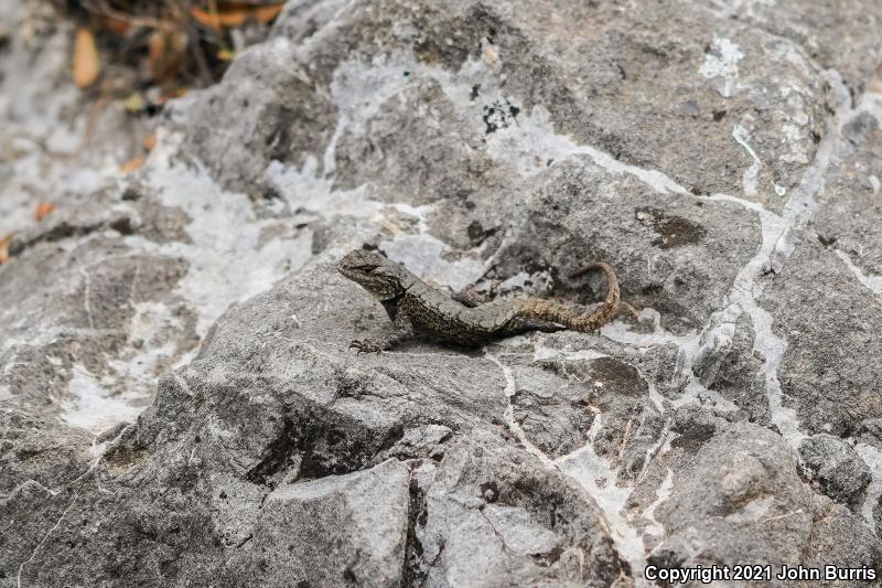 Graphic Lizard (Sceloporus grammicus)