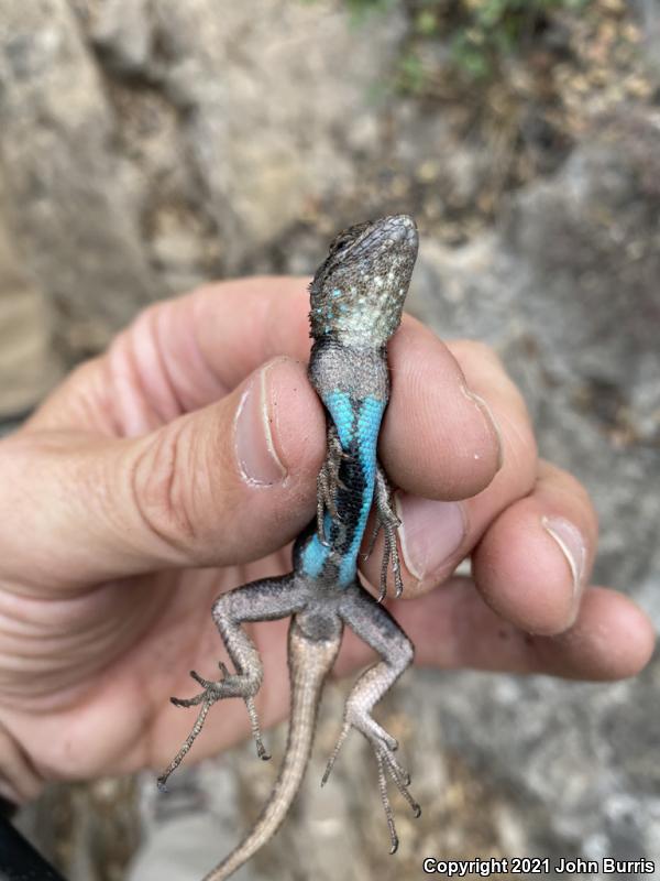 Graphic Lizard (Sceloporus grammicus)