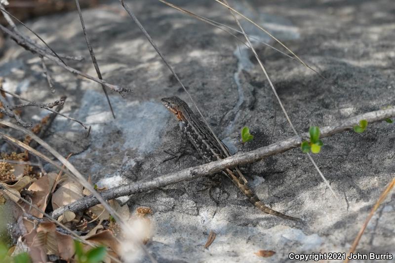 Coleman's Bunchgrass Lizard (Sceloporus samcolemani)