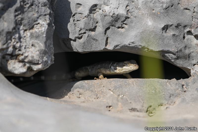 Texas Crevice Spiny Lizard (Sceloporus poinsettii axtelli)