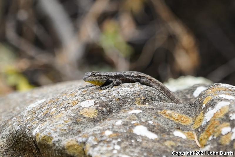 Graphic Lizard (Sceloporus grammicus)