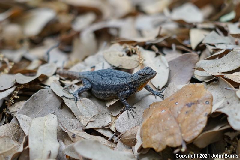 Graphic Lizard (Sceloporus grammicus)