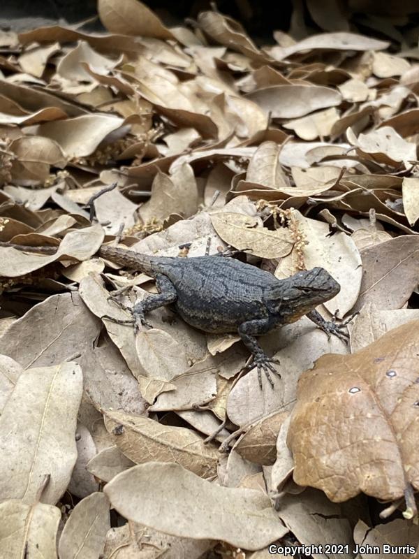 Graphic Lizard (Sceloporus grammicus)