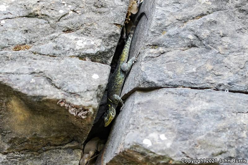 Royal Lesser Minor Lizard (Sceloporus oberon)