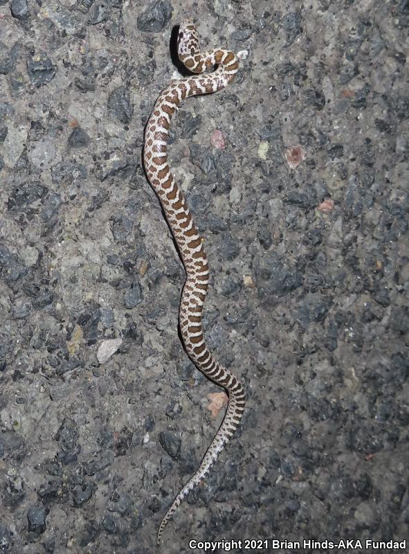 Painted Desert Glossy Snake (Arizona elegans philipi)