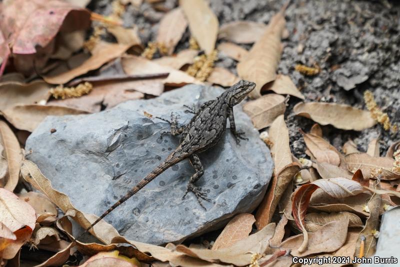 Graphic Lizard (Sceloporus grammicus)