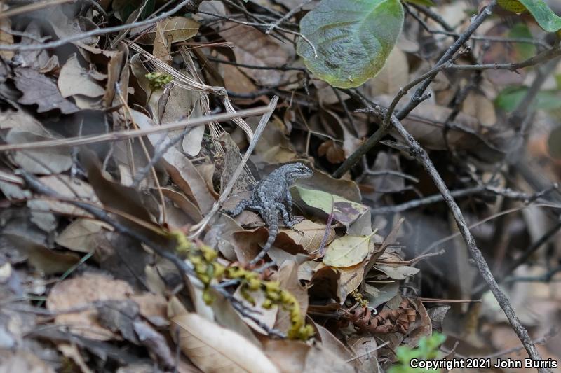 Graphic Lizard (Sceloporus grammicus)