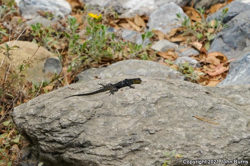 Royal Lesser Minor Lizard (Sceloporus oberon)