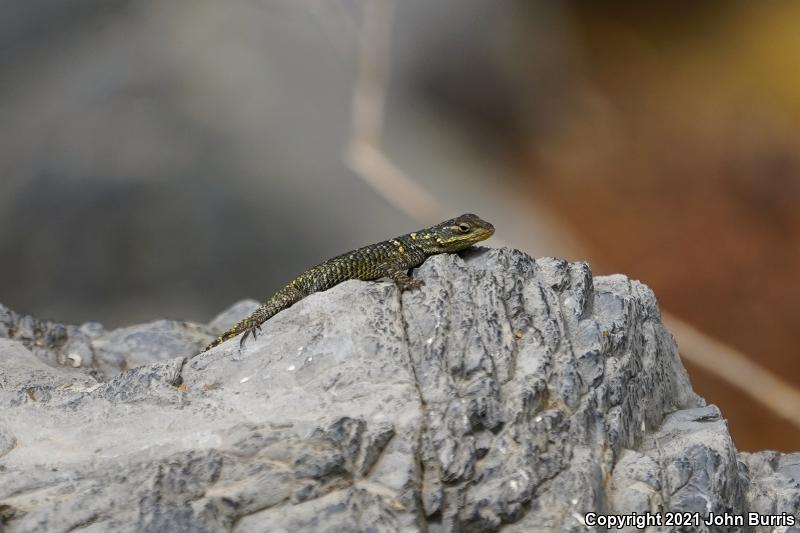 Royal Lesser Minor Lizard (Sceloporus oberon)