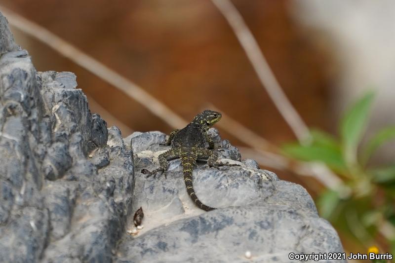 Royal Lesser Minor Lizard (Sceloporus oberon)