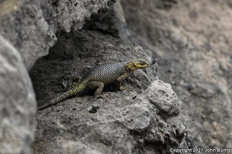 Royal Lesser Minor Lizard (Sceloporus oberon)