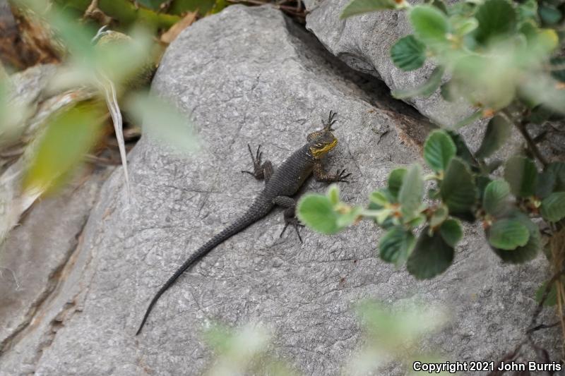 Royal Lesser Minor Lizard (Sceloporus oberon)