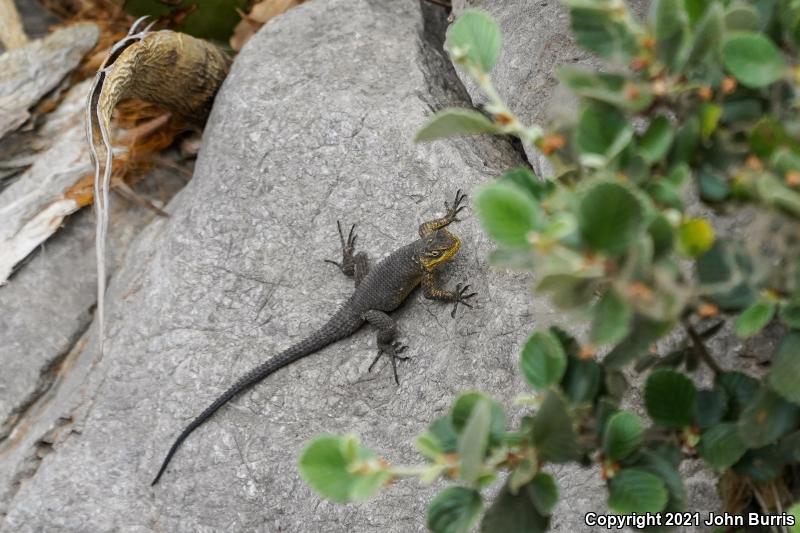 Royal Lesser Minor Lizard (Sceloporus oberon)