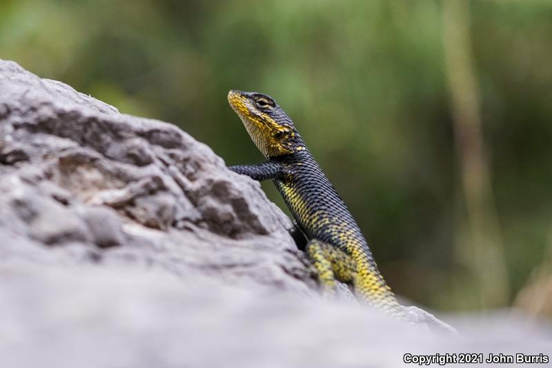 Royal Lesser Minor Lizard (Sceloporus oberon)