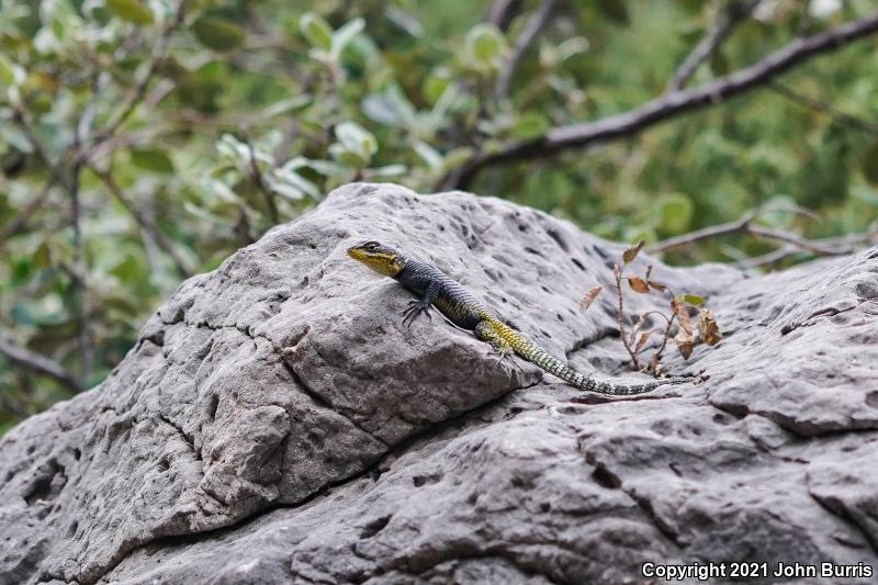 Royal Lesser Minor Lizard (Sceloporus oberon)