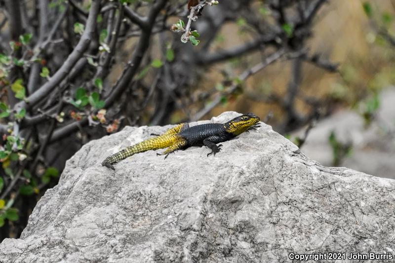 Royal Lesser Minor Lizard (Sceloporus oberon)