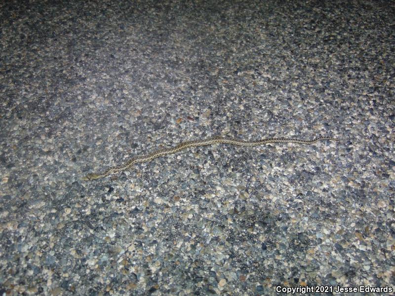 San Diego Gopher Snake (Pituophis catenifer annectens)