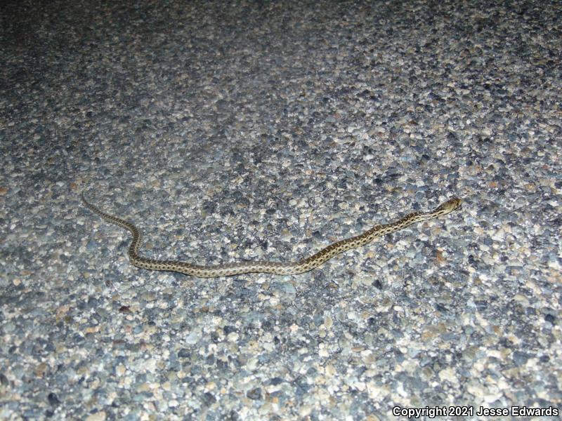 San Diego Gopher Snake (Pituophis catenifer annectens)