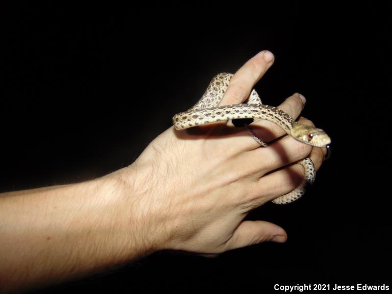 San Diego Gopher Snake (Pituophis catenifer annectens)