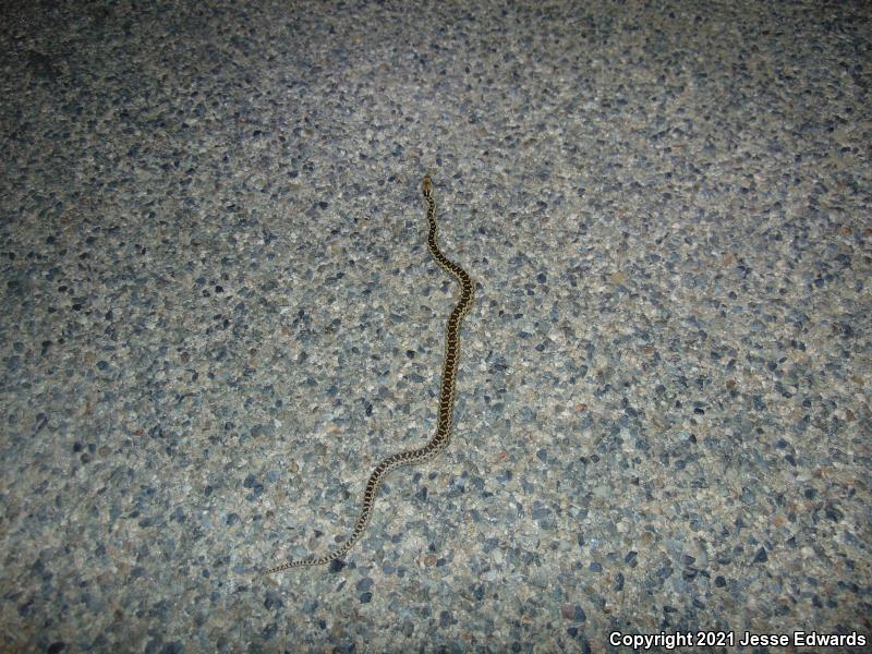 San Diego Gopher Snake (Pituophis catenifer annectens)