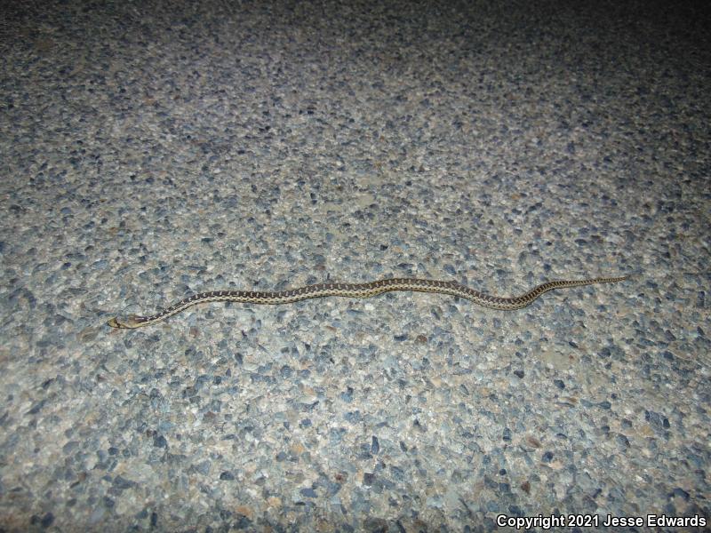 San Diego Gopher Snake (Pituophis catenifer annectens)