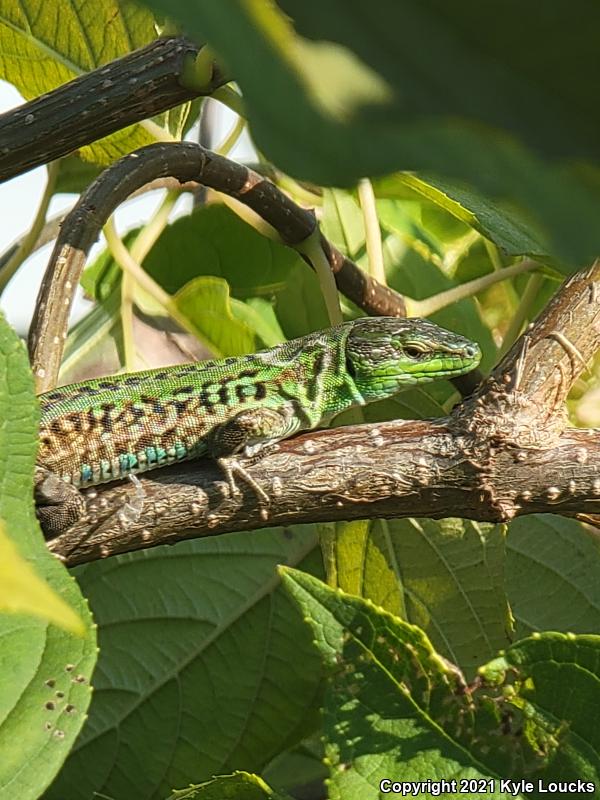 Italian Wall Lizard (Podarcis sicula)