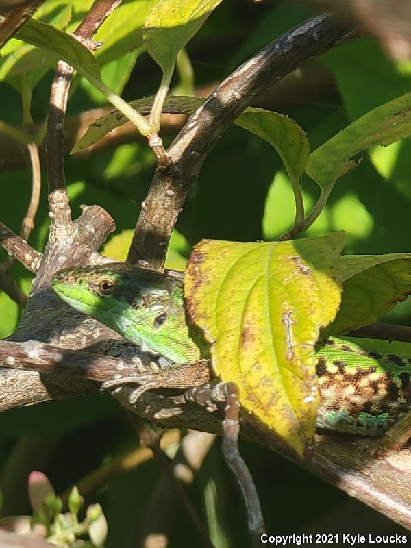 Italian Wall Lizard (Podarcis sicula)