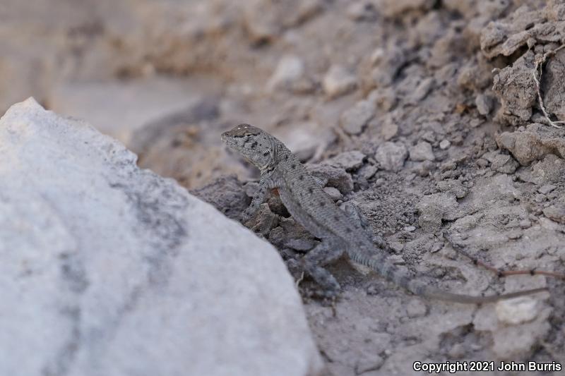 Ballinger's Canyon Lizard (Sceloporus merriami ballingeri)