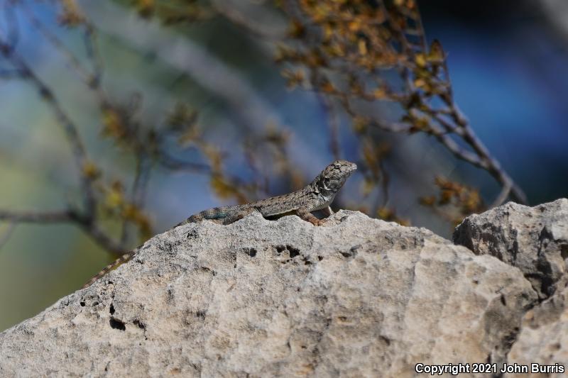 Ballinger's Canyon Lizard (Sceloporus merriami ballingeri)