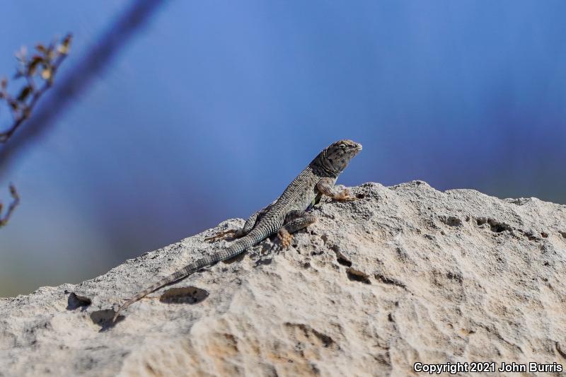 Ballinger's Canyon Lizard (Sceloporus merriami ballingeri)