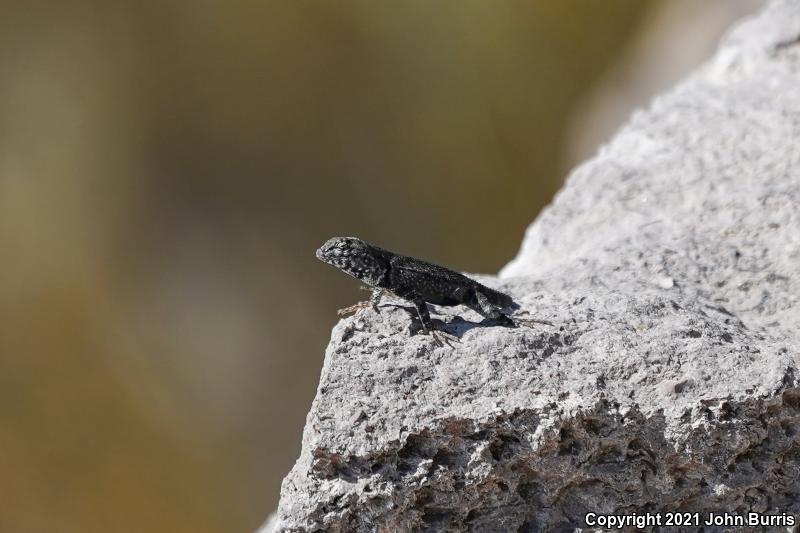 Ballinger's Canyon Lizard (Sceloporus merriami ballingeri)